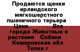 Продаются щенки ирландского мягкошерстного пшеничного терьера › Цена ­ 30 000 - Все города Животные и растения » Собаки   . Кемеровская обл.,Топки г.